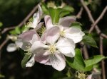 Nature Photographs