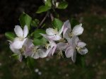 Nature Photographs