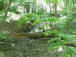 Nature Photographs